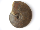 Hyperlioceras rudidiscites