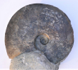 Hyperlioceras rudidiscites
