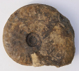 Hyperlioceras lucyi