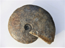 Hyperlioceras cuneatum