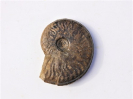 Hyperlioceras sp., juvenil