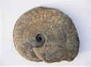 Hyperlioceras subdiscoidea