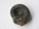 Itinsaites gracilis 