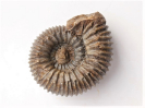 Itinsaites mit Schnecke Biarmatoidella