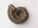 Itinsaites sp.