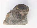 Dorsetensia romani, juvenil