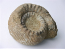 Teloceras sp.
