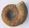 Stemmatoceras sp. oder Stephanoceras sp.