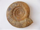 Leptosphinctes (Cleistosphinctes) althoffi 