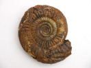 Cleistosphinctes althoffi
