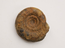 Leptosphinctes (Cleistosphinctes) cleistus