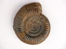 Leptosphinctes(Leptosphinctes) festonensis