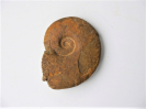 Lissoceras cf. psilodiscus