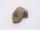 Lissoceras ferrifex