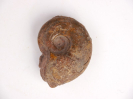 Lissoceras ferrifex