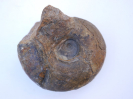Lissoceras magnum