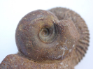 Lissoceras oolithicum