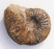 Dorsetensia cf. hebridica