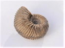Orthogarantiana bifurcata