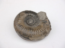 Orthogarantiana bifurcata