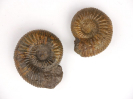 Orthogarantiana conjuga