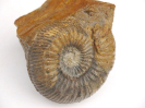 Orthogarantiana inflata