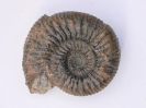 Orthogarantiana schroederi