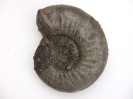 Orthogarantiana schroederi