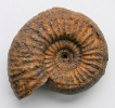 Orthogarantiana sp.