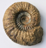 Orthogarantiana sp.