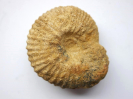 Otoites sp.