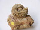 Otoites dilatus