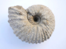 Otoites dilatus