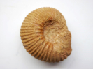 Otoites fortis