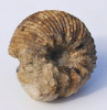 Otoites tumulosus