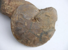 Oxycerites aspidoides