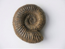 Garantiana (Hlawiceras) alticosta