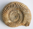 Parkinsonia (Parkinsonia) acris