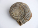Parkinsonia (Parkinsonia) acris