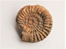Parkinsonia (Parkinsonia) arietis