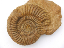 Parkinsonia (Parkinsonia) arietis