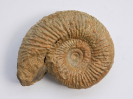 Parkinsonia (Parkinsonia) densicosta