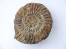 Parkinsonia (Parkinsonia) arietis