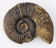 Sonninia (Euhoploceras) acanthodes, pathologisch