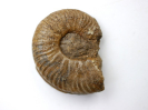 Pelekodites sp.