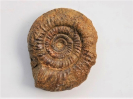 Planisphinctes gredingensis