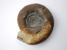 Planisphinctes sp.