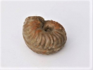 Poecilomorphus cycloides