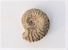 Poecilomorphus sp.