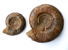 Prorsisphinctes pseudomartinsi